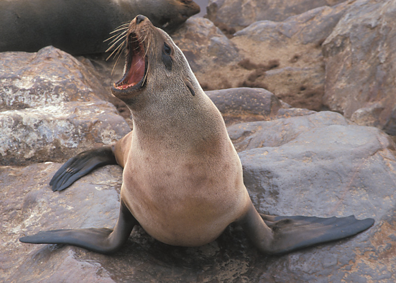 Cape Fur Seal female barking photo - Morten Jorgensen ...