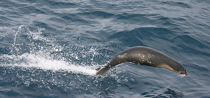 Subantarctic Fur Seal leaping