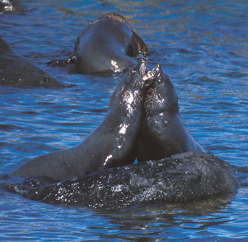South American Fur Seal males immature