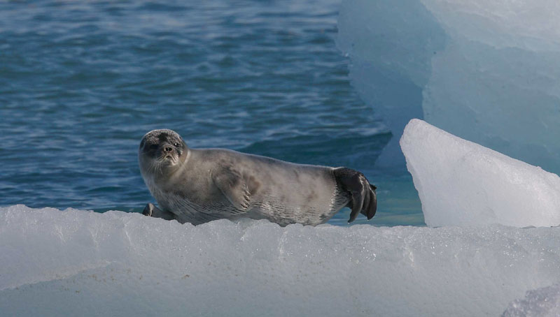 Ringed Seal OZ9W7469