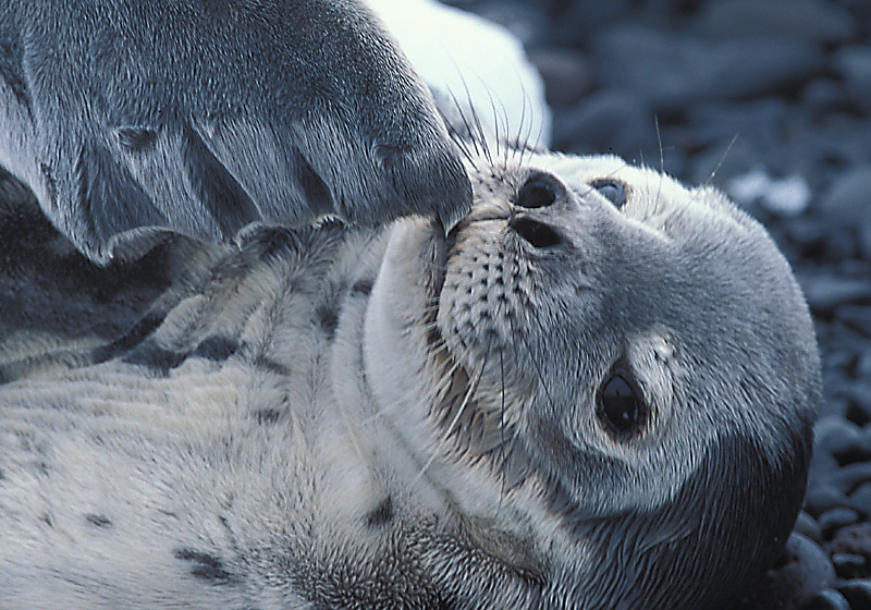 Weddell Seal immature Antarctica