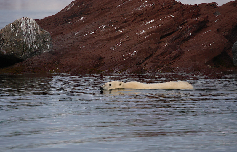 Polar Bear swimming 1