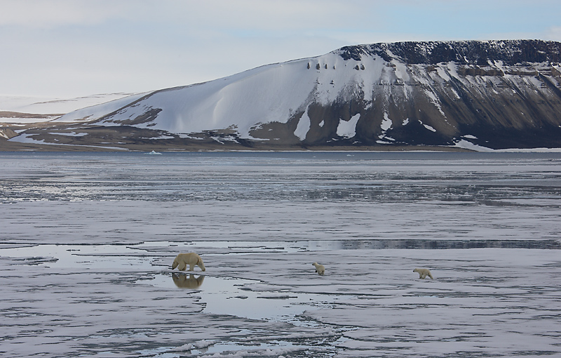 Polar Bear female with 2 first-year cubs