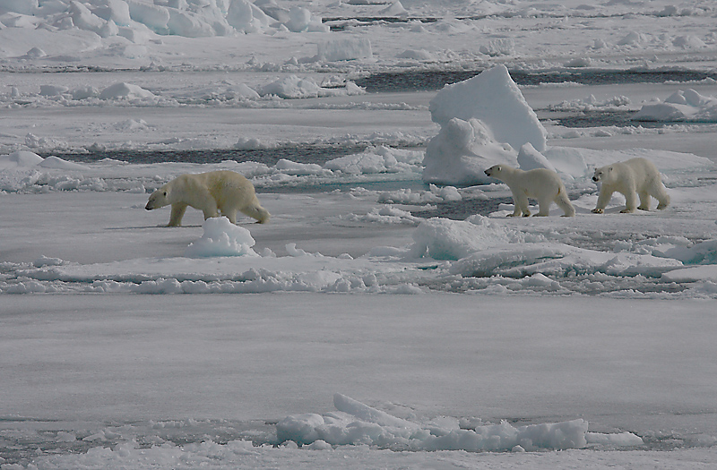 Polar Bear female with 2 large cubs OZ9W8478