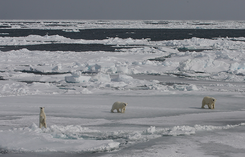 Polar Bear female with 2 large cubs OZ9W8651