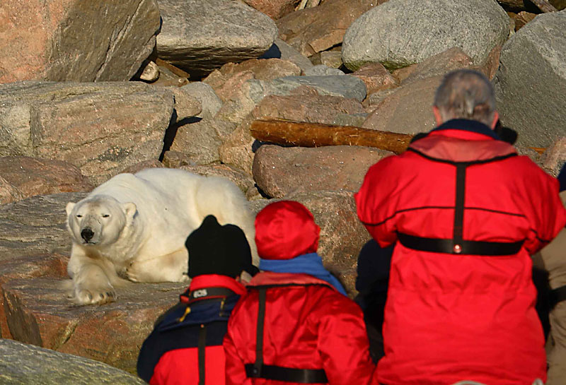 Polar Bear male stuck on land OZ9W0196