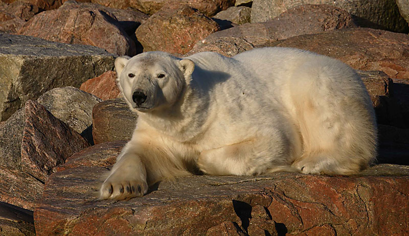 Polar Bear male stuck on land 2