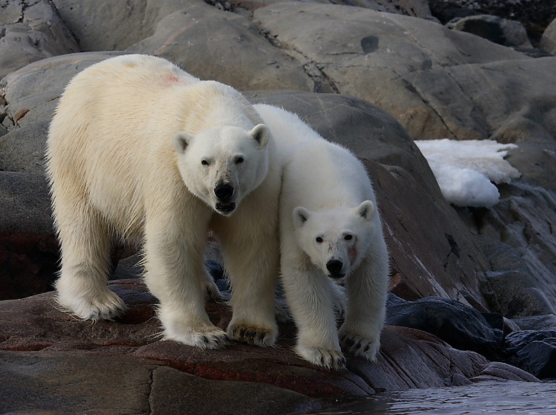 Polar Bear female with 1 of 2 large cubs OZ9W2373