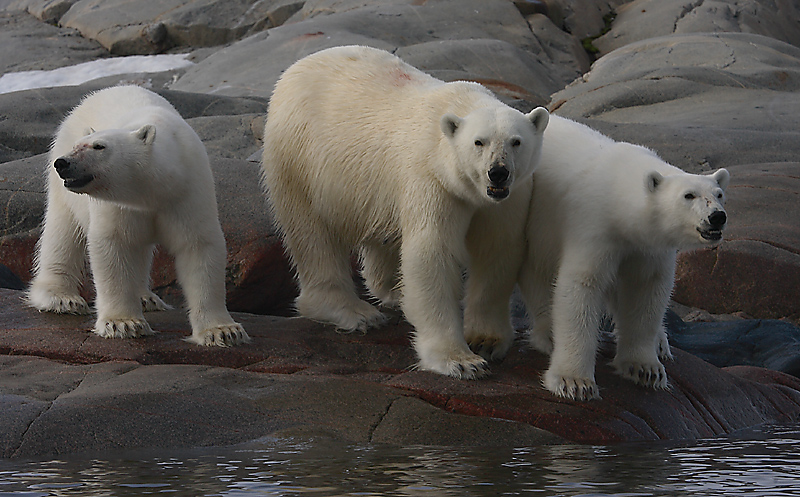 Polar Bear female with 2 large cubs OZ9W2385
