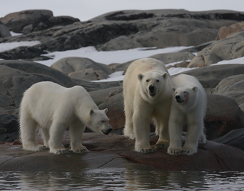 Polar Bear female with 2 large cubs OZ9W2390