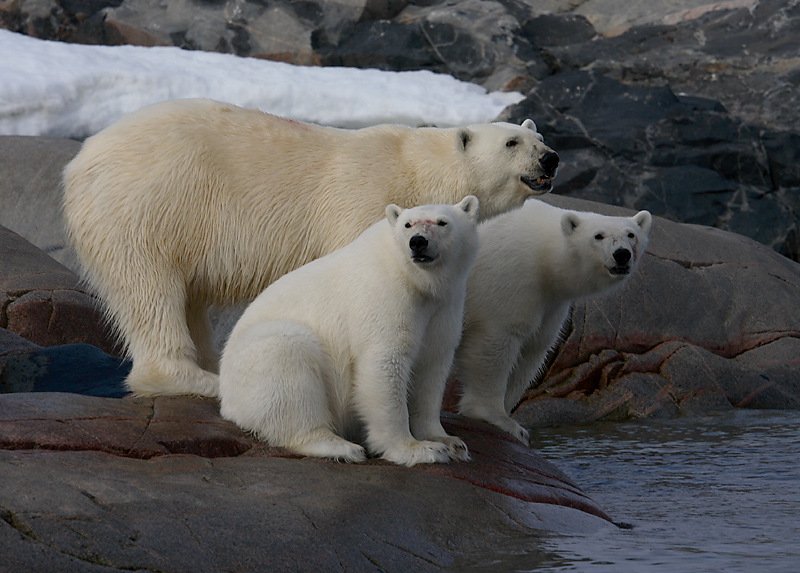 Polar Bear female with 2 large cubs OZ9W2399