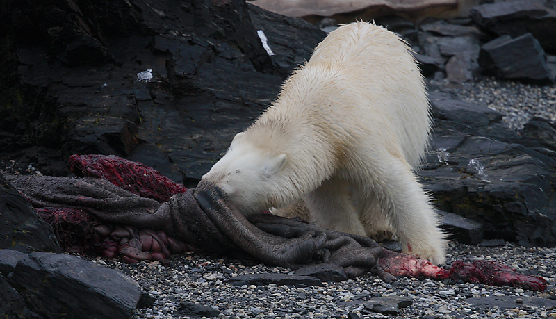 Polar Bear young on dead seal 4