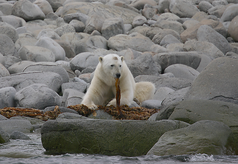 Polar Bear male eating seaweed OZ9W8860