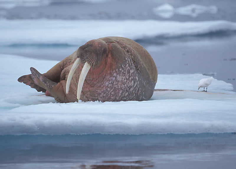 Walrus male on ice floe 4