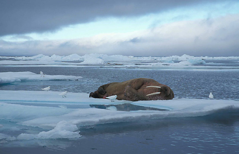 Walrus male on ice floe