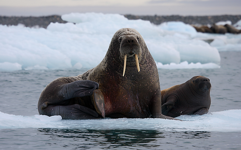 Walrus female with small pup OZ9W0671