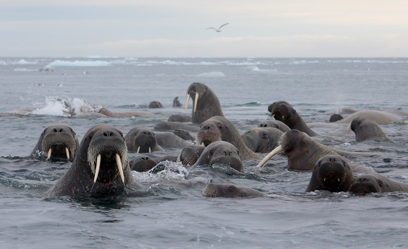 Walrus group in water OZ9W0445