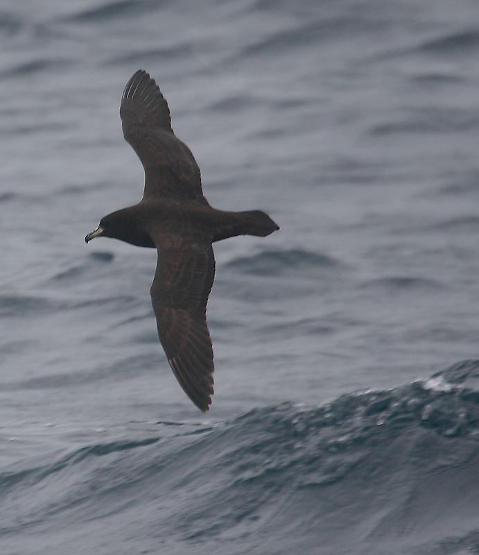 Black Petrel OZ9W4432