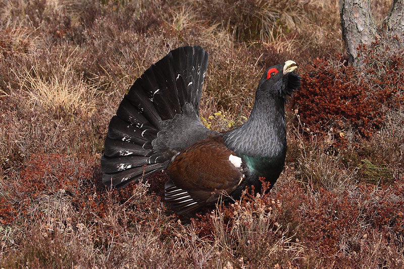 Capercaille male displaying OZ9W7033