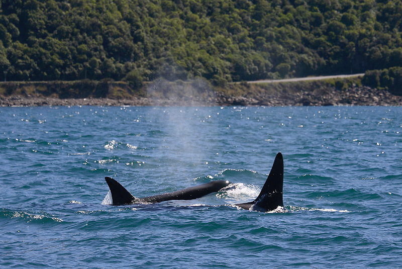 Orca male and female NZ OZ9W8382