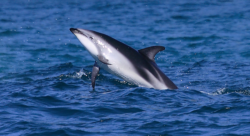 Dusky Dolphin Kaikoura New Zealand OZ9W8182