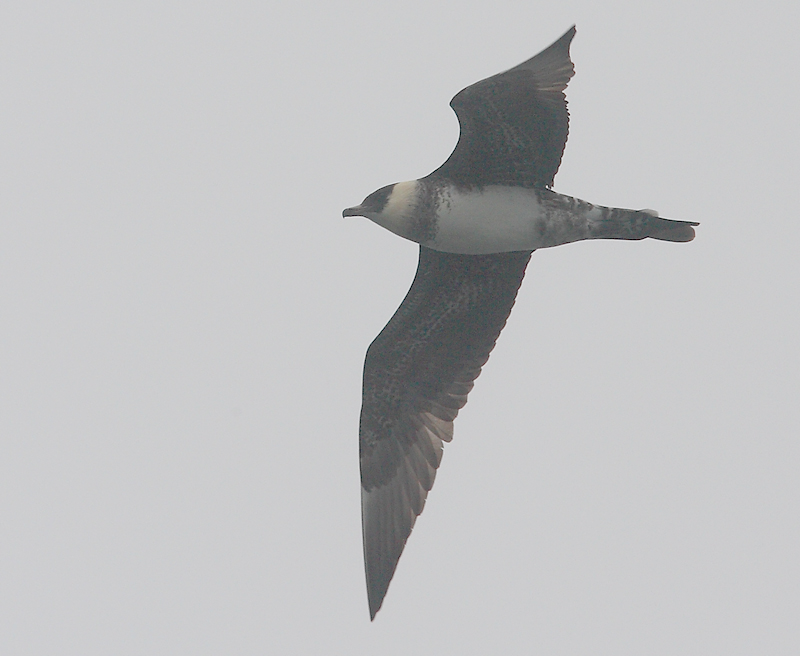 Pomarine Skua adult in flight OZ9W1386