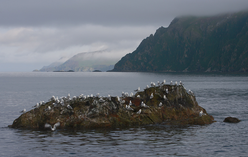 Black-legged Kittiwake roost OZ9W3315