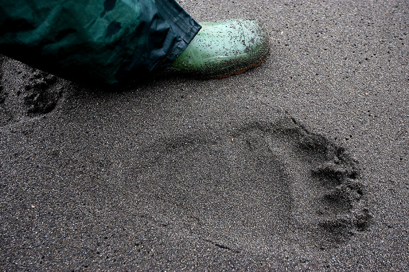 Brown bear hind paw print OZ9W4097