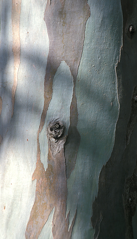 Eucalyptus bark 3