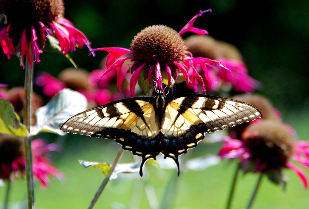 Butterflies in the Blue Ridge Mtns.