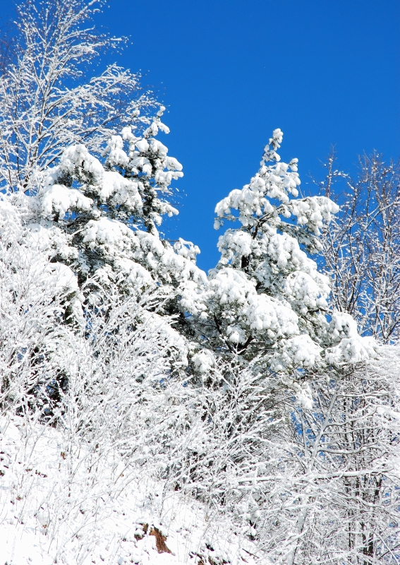 Primland Snow