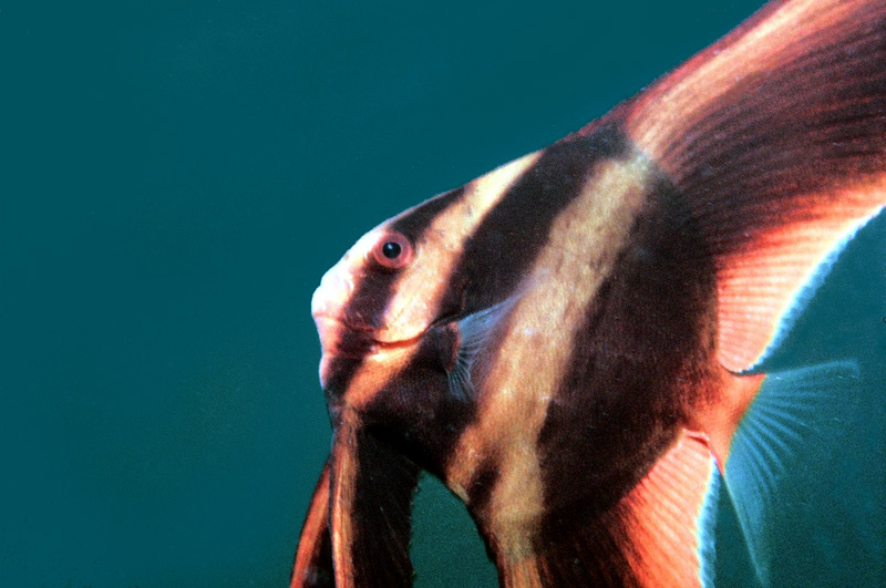 一尾小蝙蝠魚photo Vr2znp A 魔鬼魚photos At Pbase Com 一尾小蝙蝠魚photo Vr2znp A 魔鬼魚photos At Pbase Com