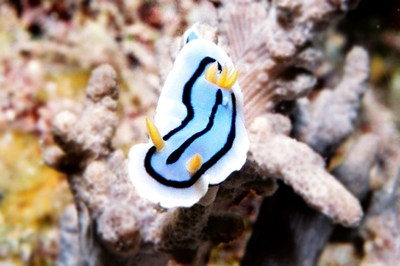 海蛞蝓