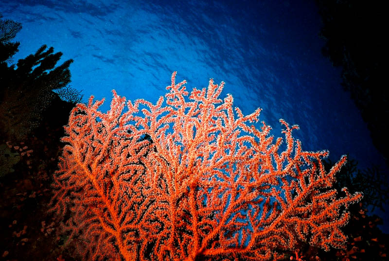 SEAFAN