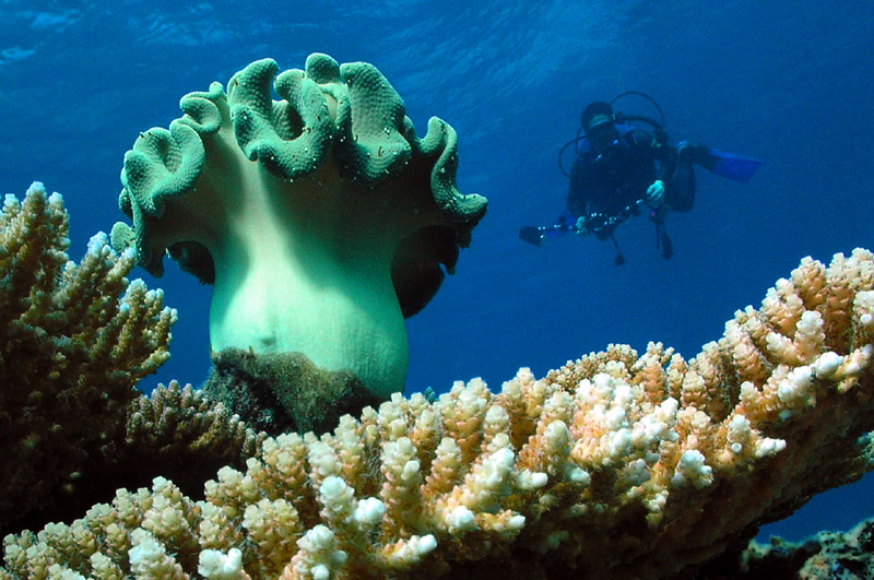 桌上飛 Vuladdore Reef