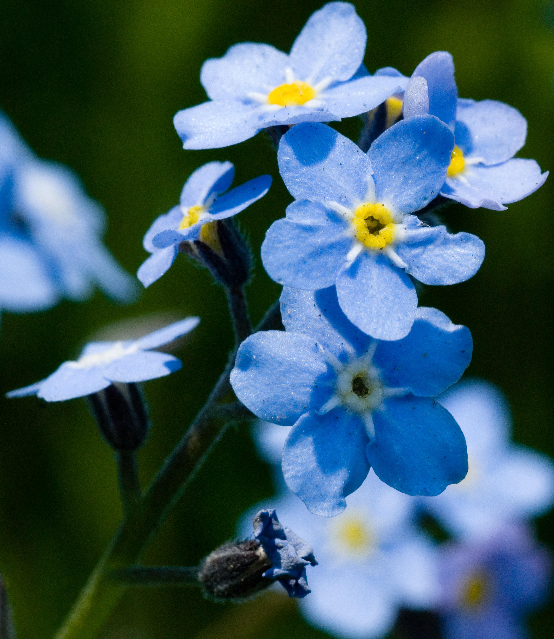 Forget Me Not Bunch