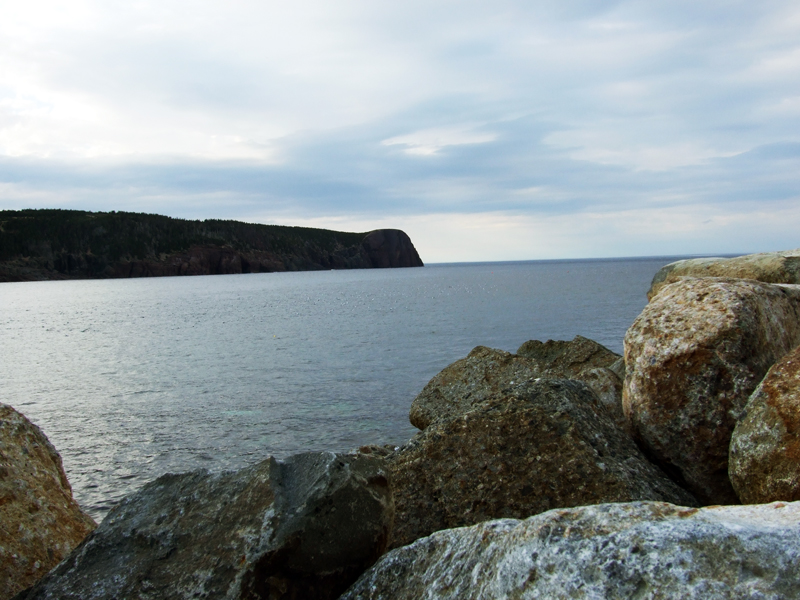 Redhead ~  Newfoundland