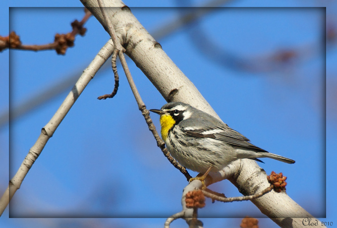 Paruline  gorge jaune - Yellow-throated warbler
