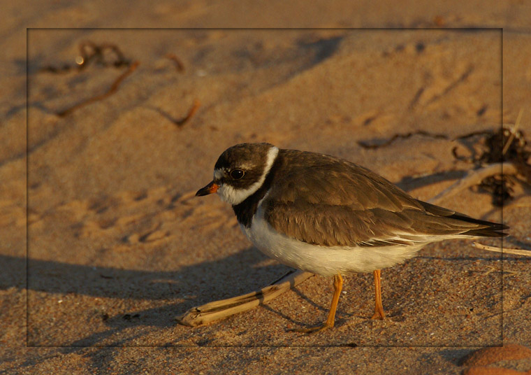 Pluvier semipalm au soleil couchant - Sunset on Semipalmated Plover