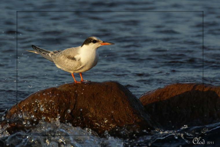 Sterne pierregarin - Common Tern (juvenile)