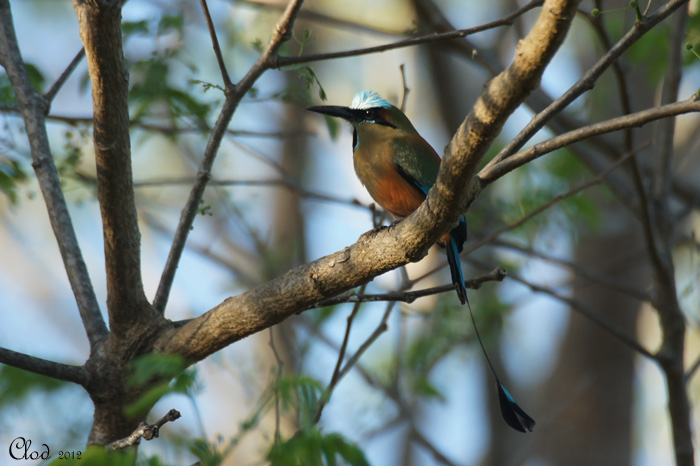 Motmot  sourcils bleus - Turquoise-browed Motmot