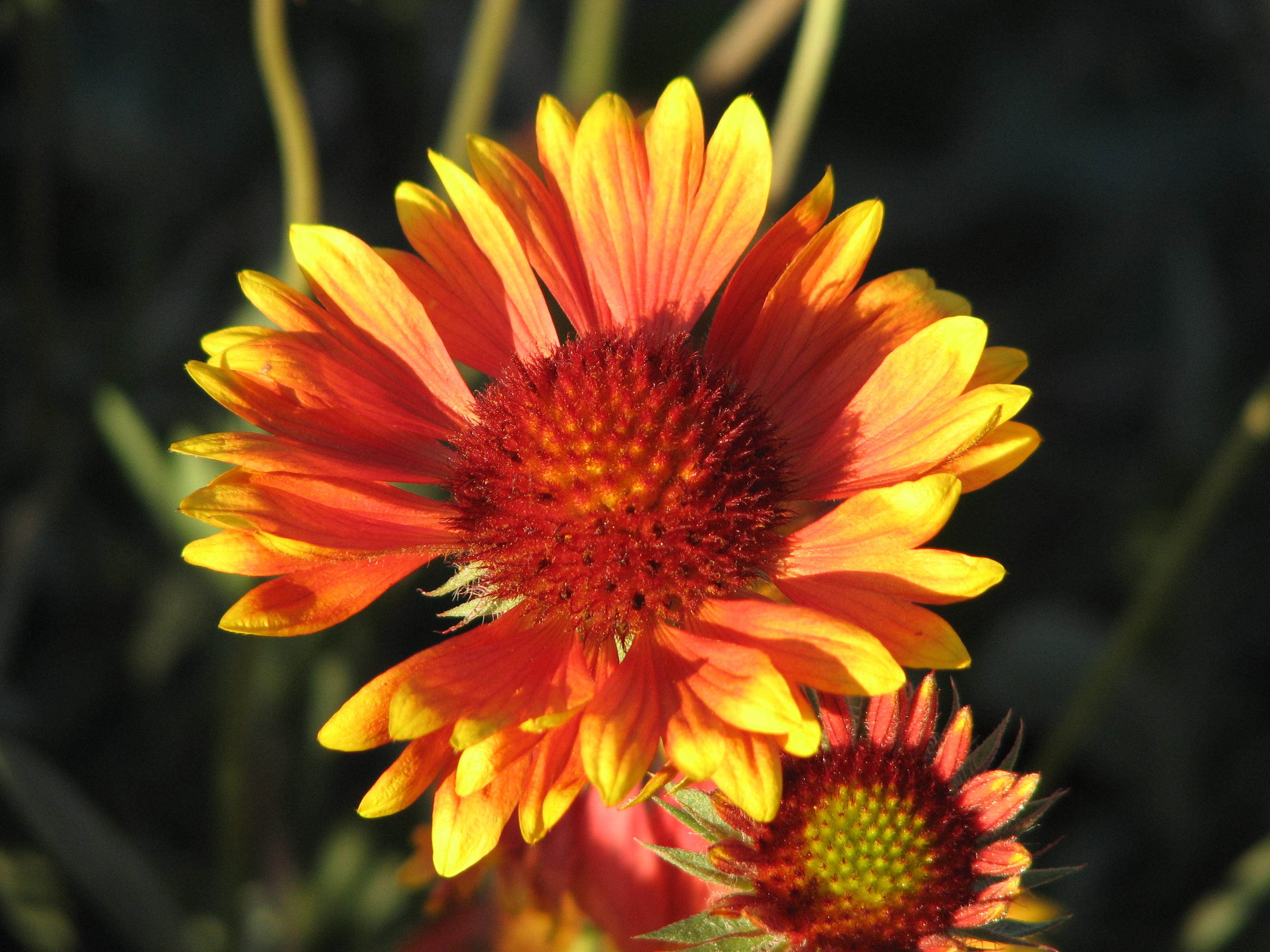 014 Indian blanket firewheel Gaillardia pulchella .JPG