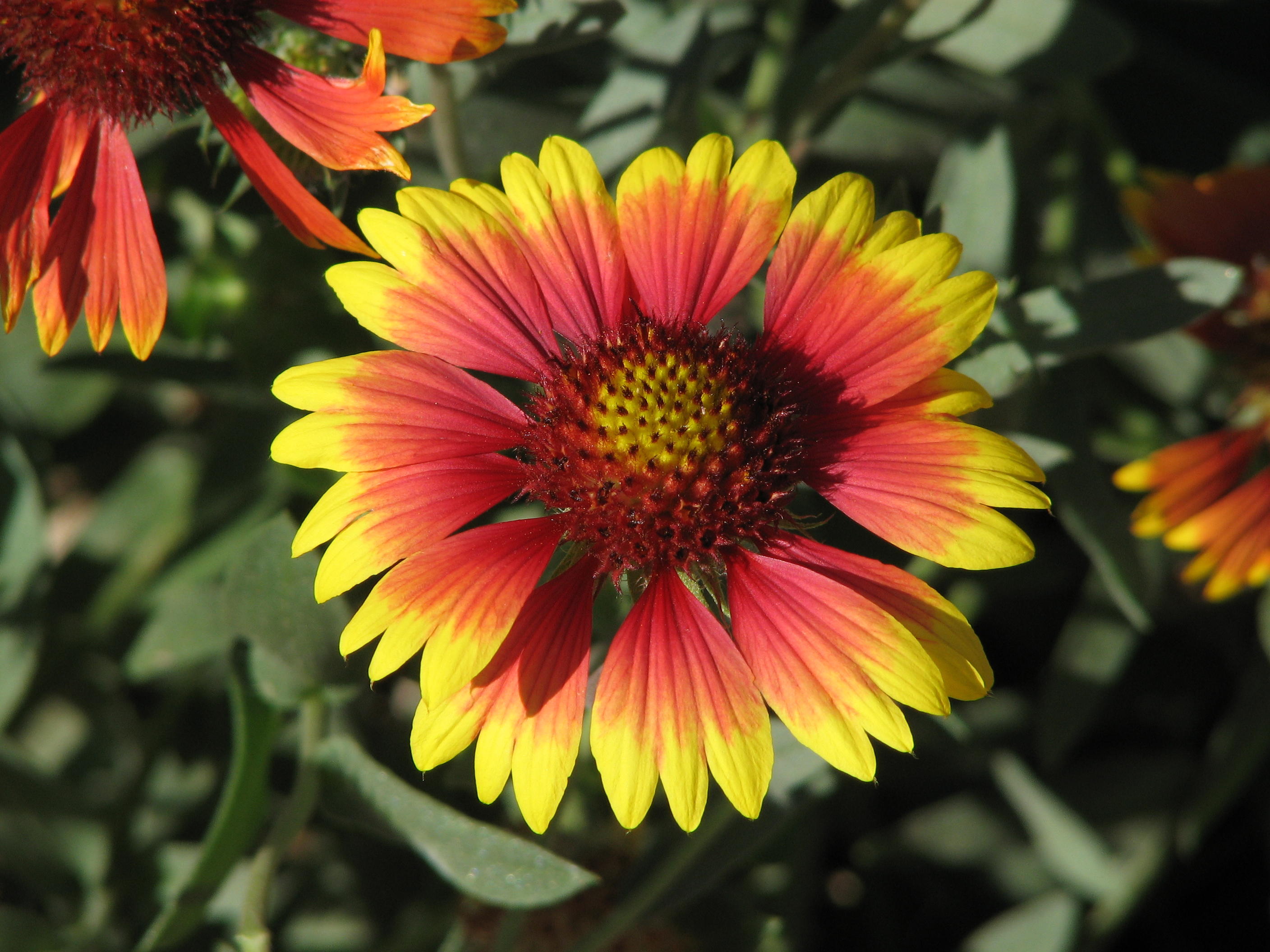 003  Indian blanket gaillardia aristata.JPG