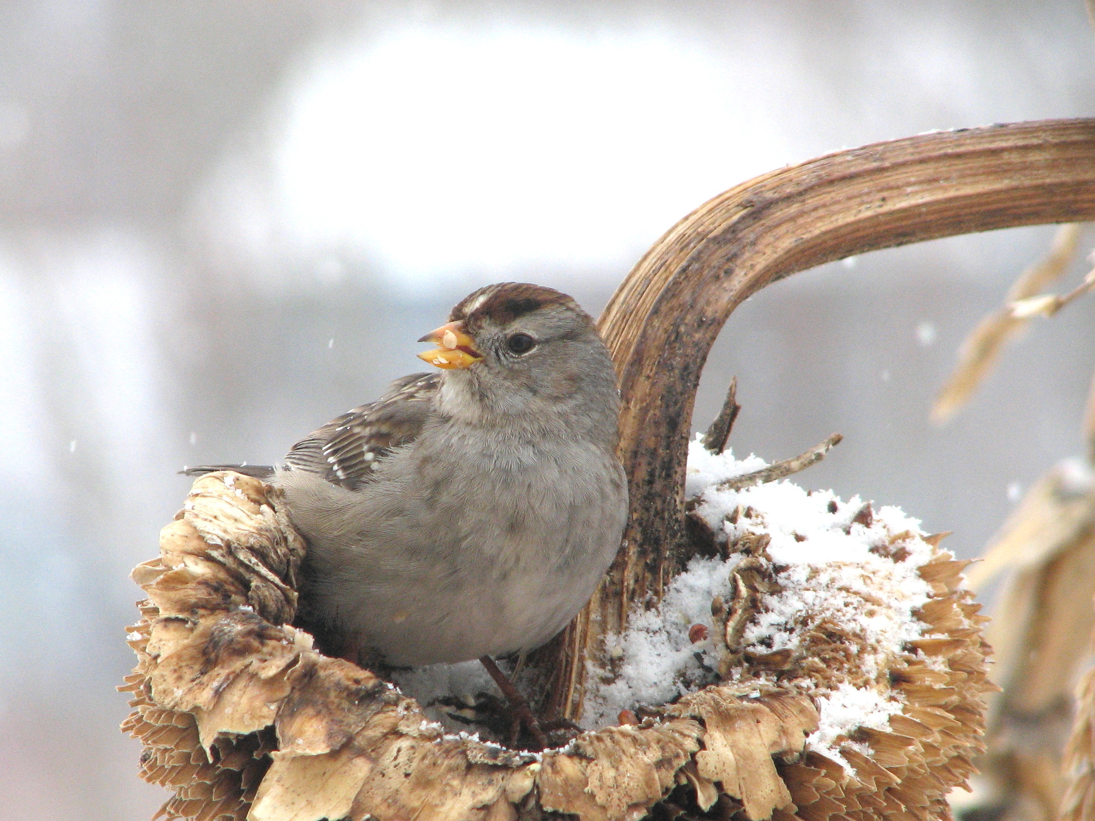 048 _1White-crowned sparrow.jpg