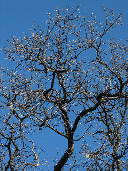IMG_2744 oak tree.jpg
