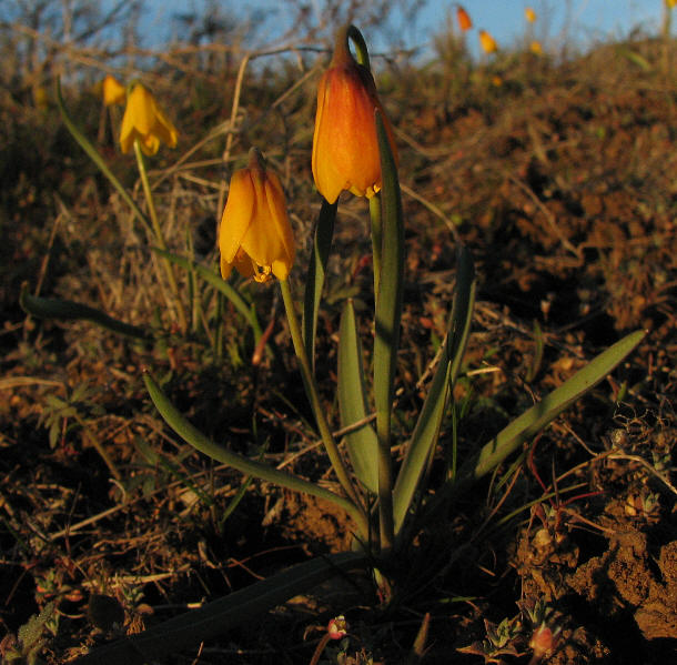 Yellow bell.