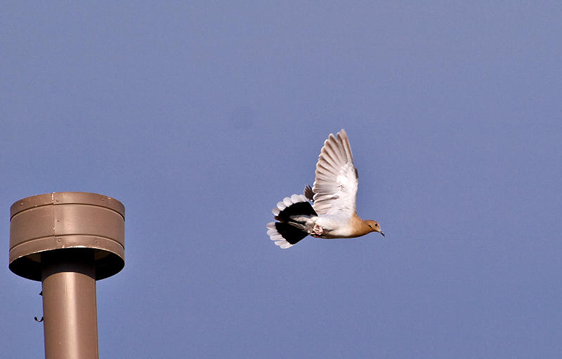 On the wings of a dove.