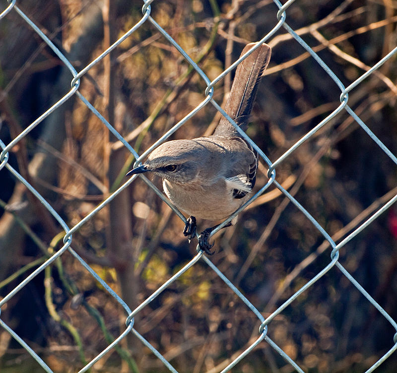 Dont fence me in