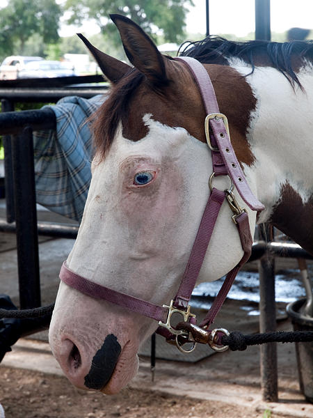 A Blue Eyed Horse?