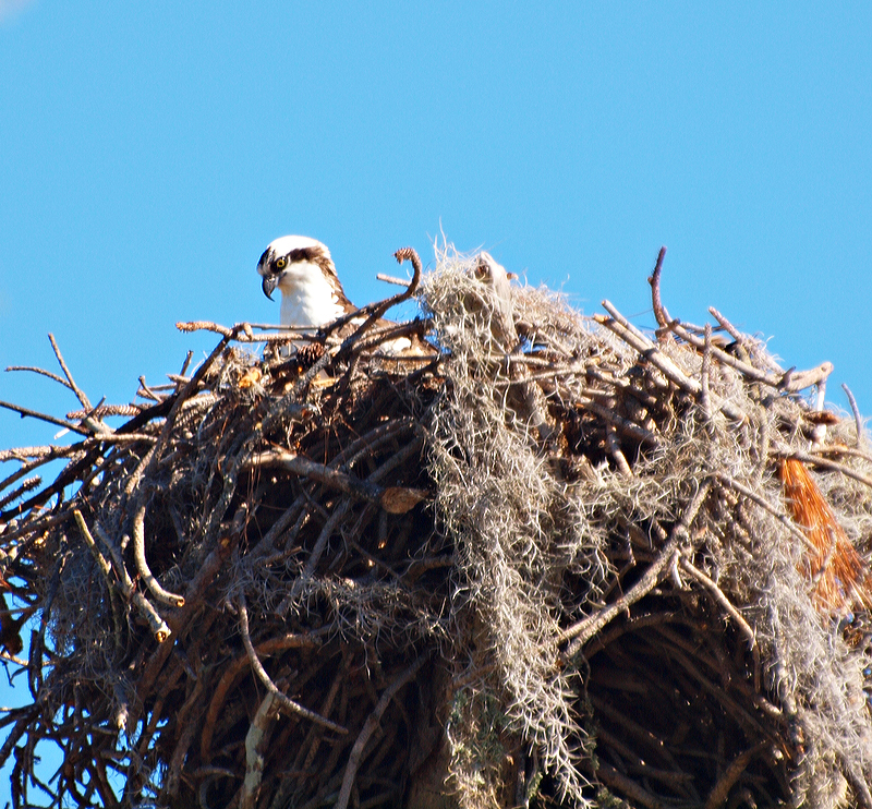 The Osprey